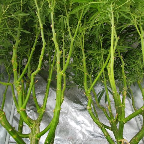 Auto Pineapple Candy growlog timeline photo