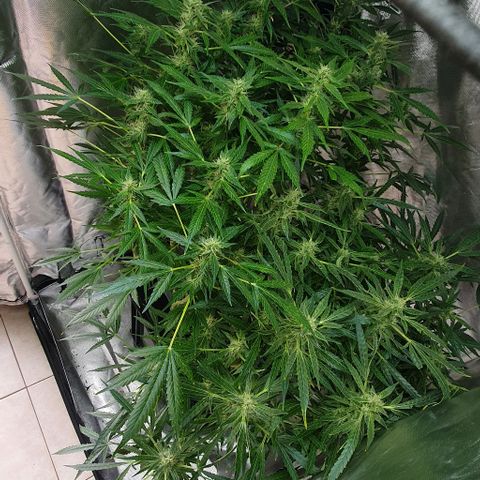 Auto Purple Candy growlog timeline photo