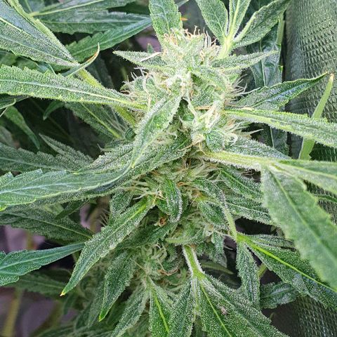 Auto Pineapple Candy growlog timeline photo