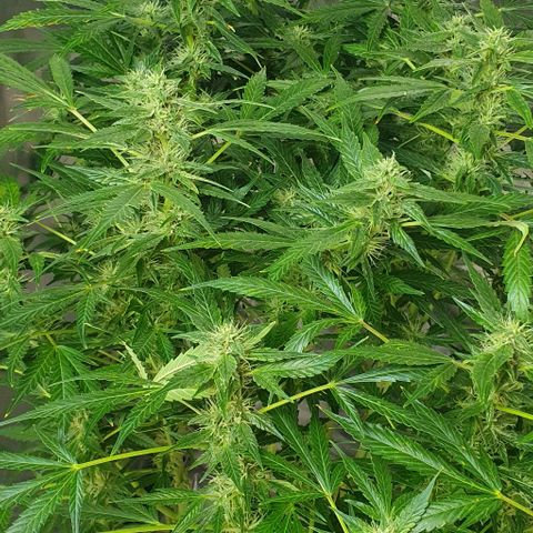 Auto Purple Candy growlog timeline photo