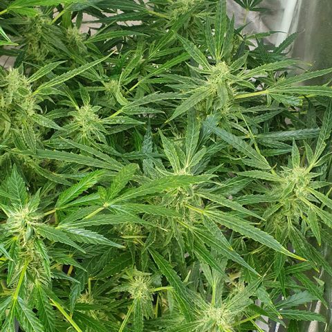 Auto Pineapple Candy growlog timeline photo