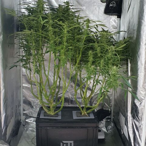 Auto Pineapple Candy growlog timeline photo