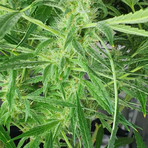 Auto Pineapple Candy growlog timeline photo