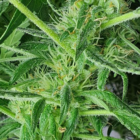 Auto Pineapple Candy growlog timeline photo