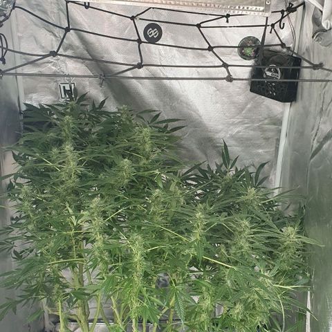 Auto Pineapple Candy growlog timeline photo