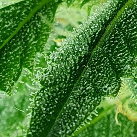 Auto Pineapple Candy growlog timeline photo