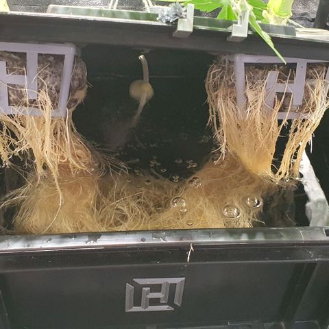 Auto Citrus Skunk growlog timeline photo
