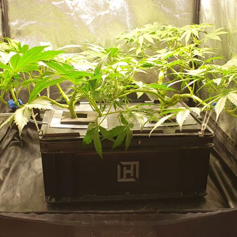 Auto Citrus Skunk growlog timeline photo