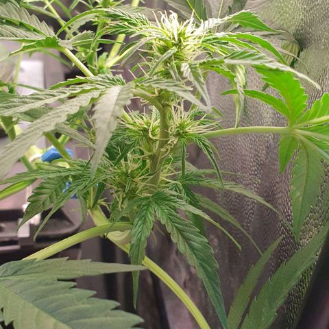 Auto Citrus Skunk growlog timeline photo