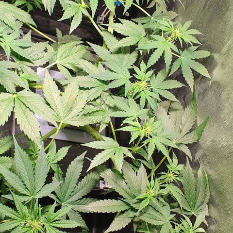Auto Citrus Skunk growlog timeline photo