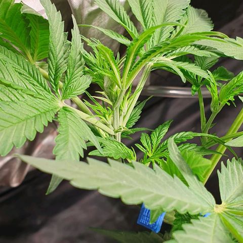 Auto Citrus Skunk growlog timeline photo