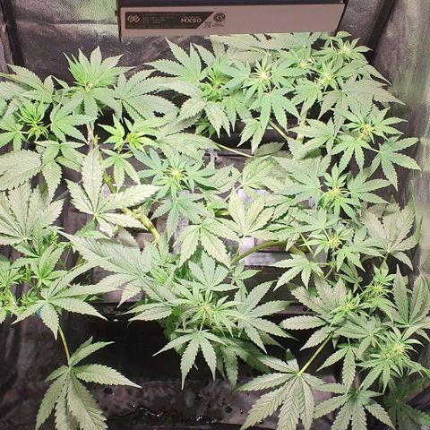 Auto Citrus Skunk growlog timeline photo
