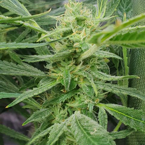 Auto Pineapple Candy growlog timeline photo