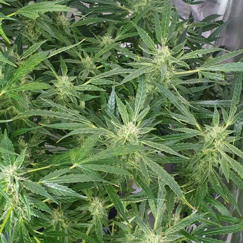 Auto Pineapple Candy growlog timeline photo