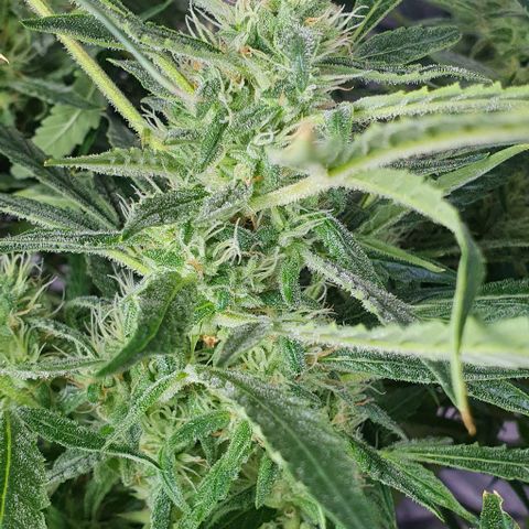 Auto Pineapple Candy growlog timeline photo