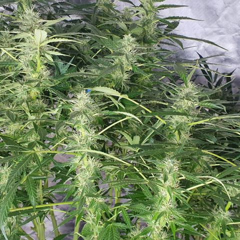 Auto Purple Candy growlog timeline photo