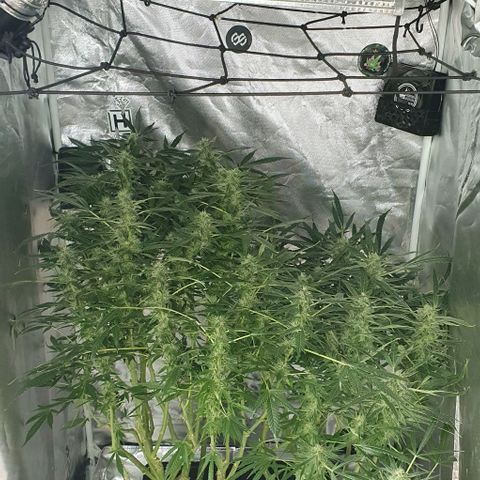 Auto Purple Candy growlog timeline photo