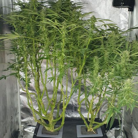 Auto Pineapple Candy growlog timeline photo