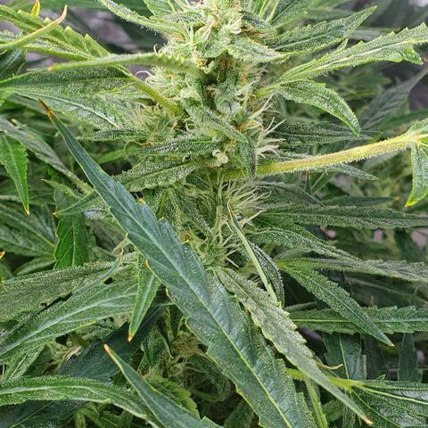 Auto Pineapple Candy growlog timeline photo