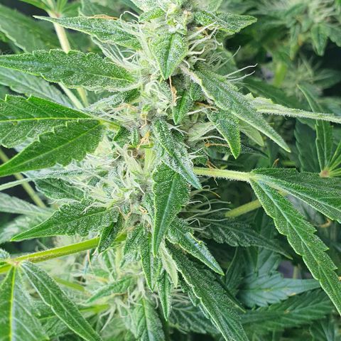 Auto Purple Candy growlog timeline photo