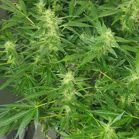 Auto Purple Candy growlog timeline photo