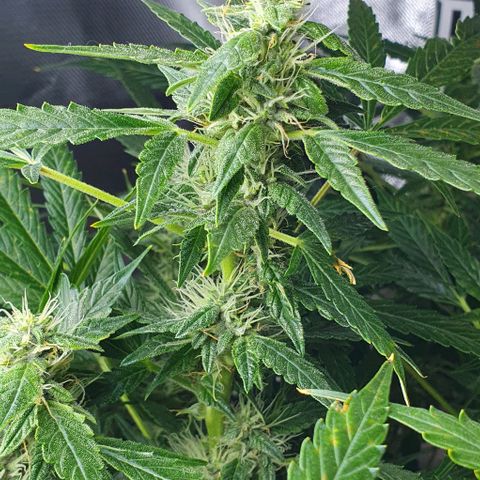 Auto Purple Candy growlog timeline photo