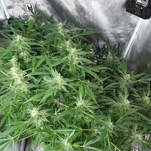 Auto Purple Candy growlog timeline photo