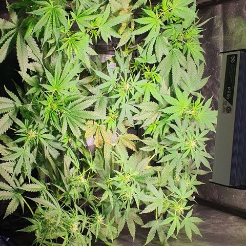 Auto Citrus Skunk growlog timeline photo