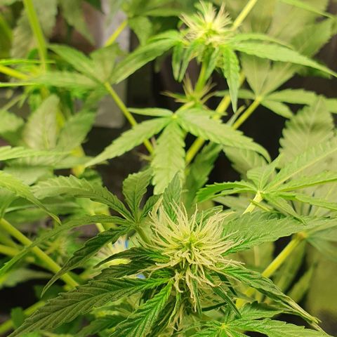 Auto Citrus Skunk growlog timeline photo
