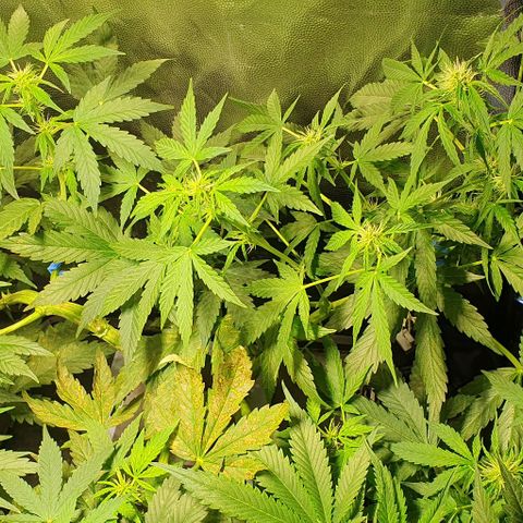 Auto Citrus Skunk growlog timeline photo