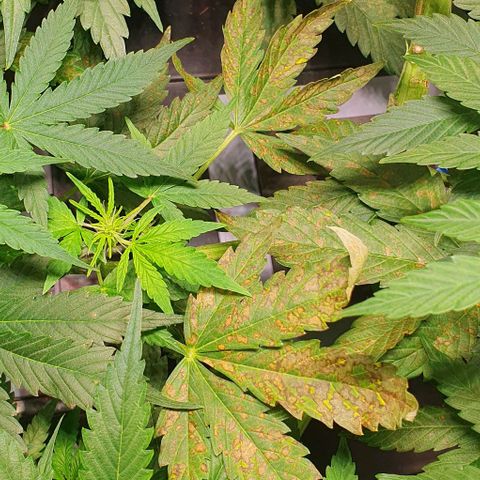 Auto Citrus Skunk growlog timeline photo