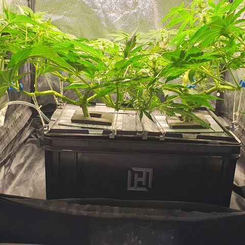 Auto Citrus Skunk growlog timeline photo