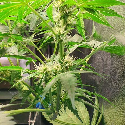 Auto Citrus Skunk growlog timeline photo