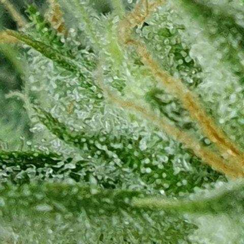 Auto Pineapple Candy growlog timeline photo
