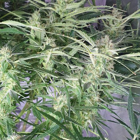 Auto Pineapple Candy growlog timeline photo