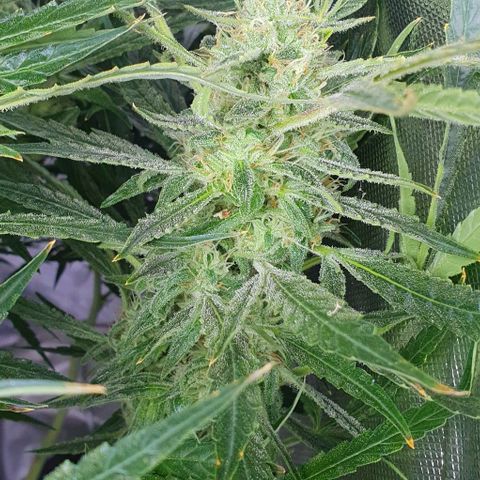 Auto Pineapple Candy growlog timeline photo