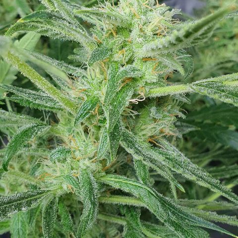 Auto Pineapple Candy growlog timeline photo