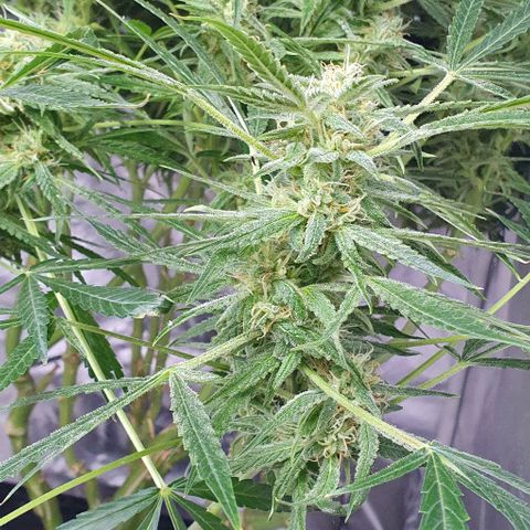 Auto Pineapple Candy growlog timeline photo
