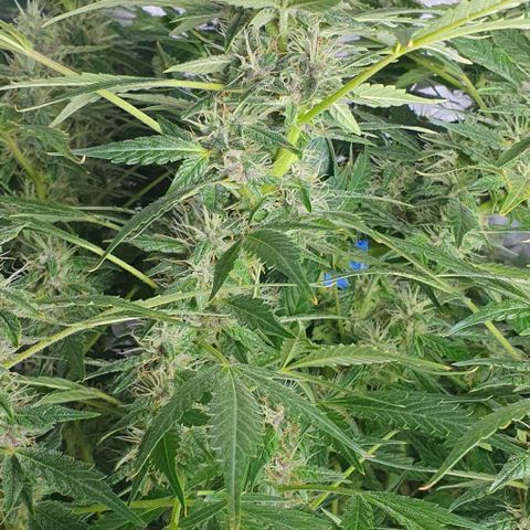 Auto Purple Candy growlog timeline photo