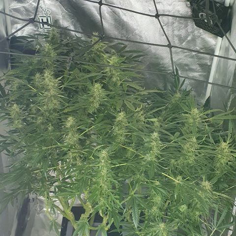 Auto Purple Candy growlog timeline photo