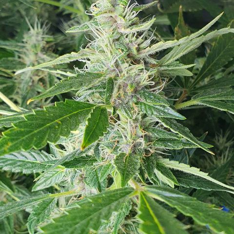 Auto Purple Candy growlog timeline photo