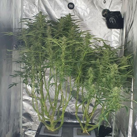 Auto Purple Candy growlog timeline photo
