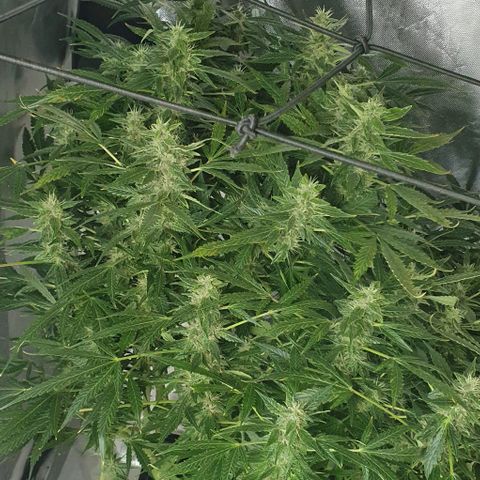 Auto Purple Candy growlog timeline photo