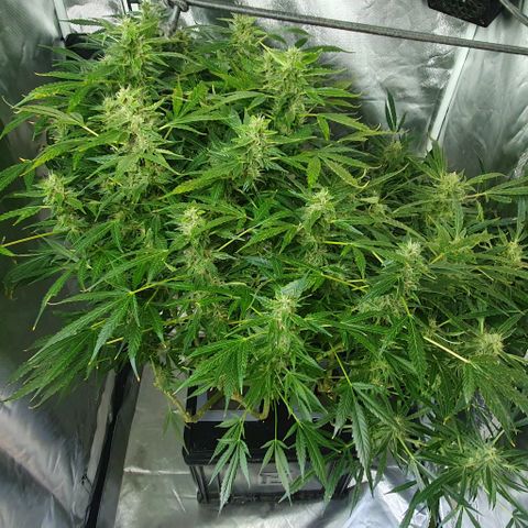 Auto Purple Candy growlog timeline photo