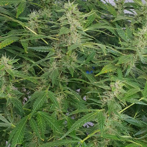 Auto Purple Candy growlog timeline photo
