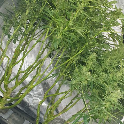 Auto Purple Candy growlog timeline photo