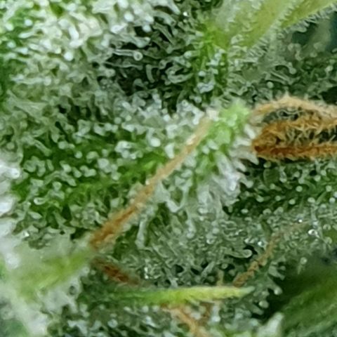Auto Pineapple Candy growlog timeline photo