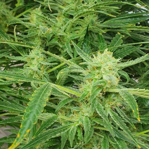 Auto Pineapple Candy growlog timeline photo