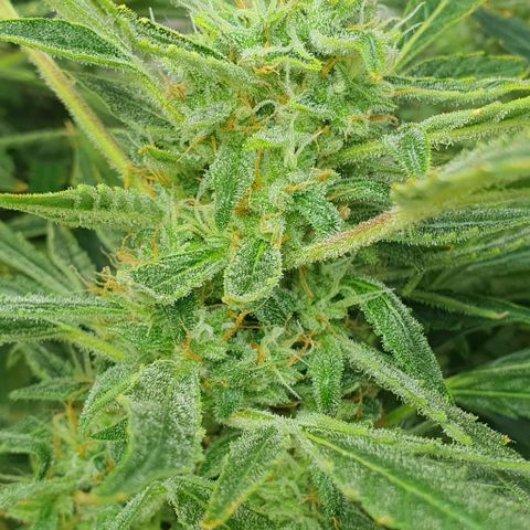 Auto Pineapple Candy growlog timeline photo