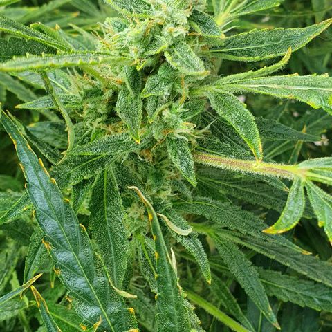 Auto Pineapple Candy growlog timeline photo